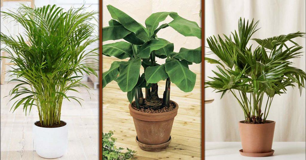 types-of-indoor-palm-plants
