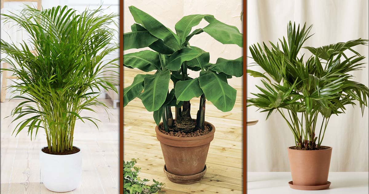 types-of-indoor-palm-plants