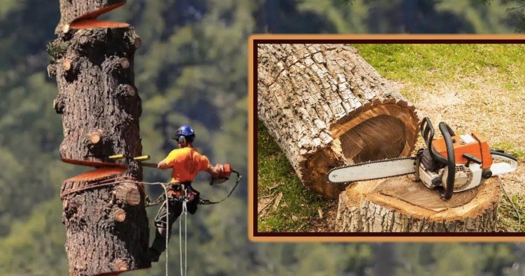 mastering-tree-removal-techniques