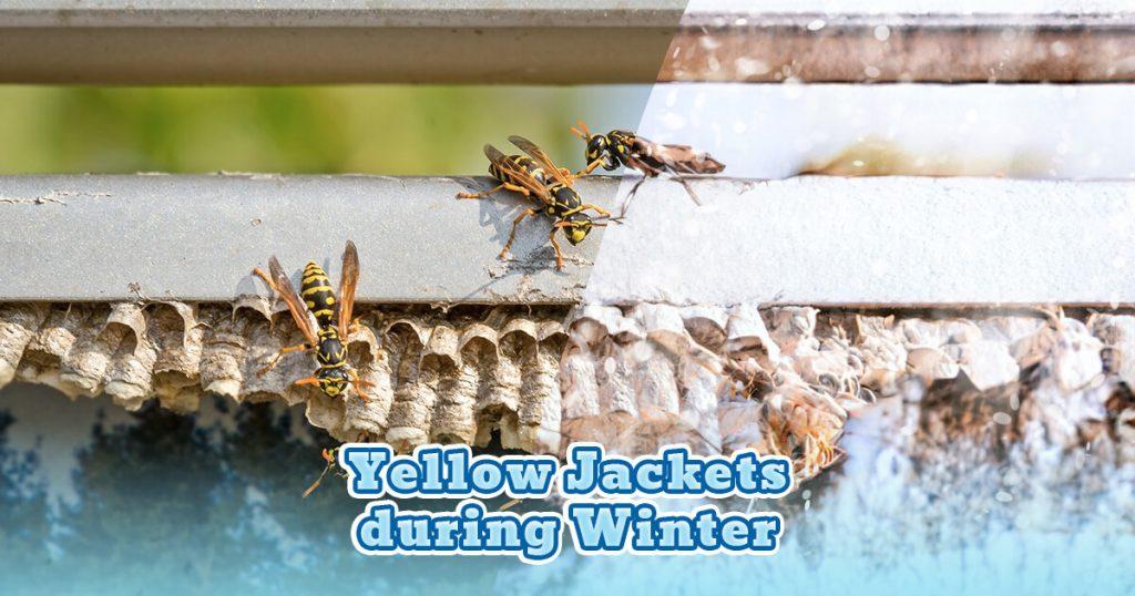 Yellow-Jackets-in-the-Winter