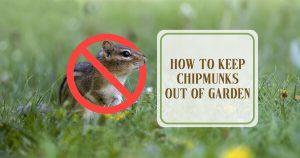 Tips On How To Keep Chipmunks Out Of The Garden