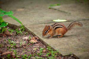 Tips On How To Keep Chipmunks Out Of The Garden
