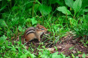 Tips On How To Keep Chipmunks Out Of The Garden
