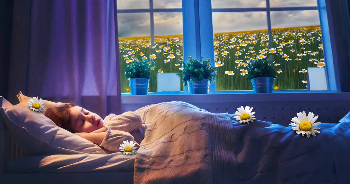 chamomile sleep for children