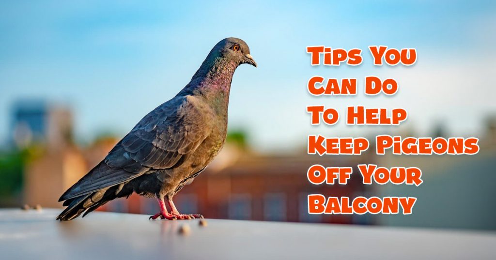 keeping pigeons off balcony