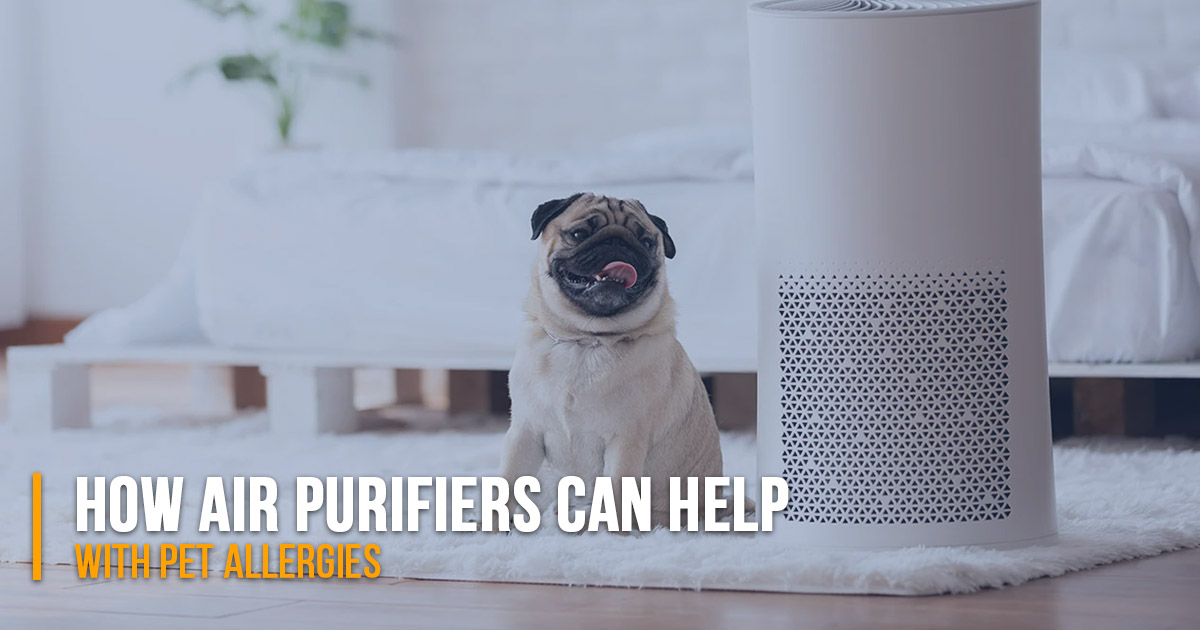 air-purifiers-can-help-allergies