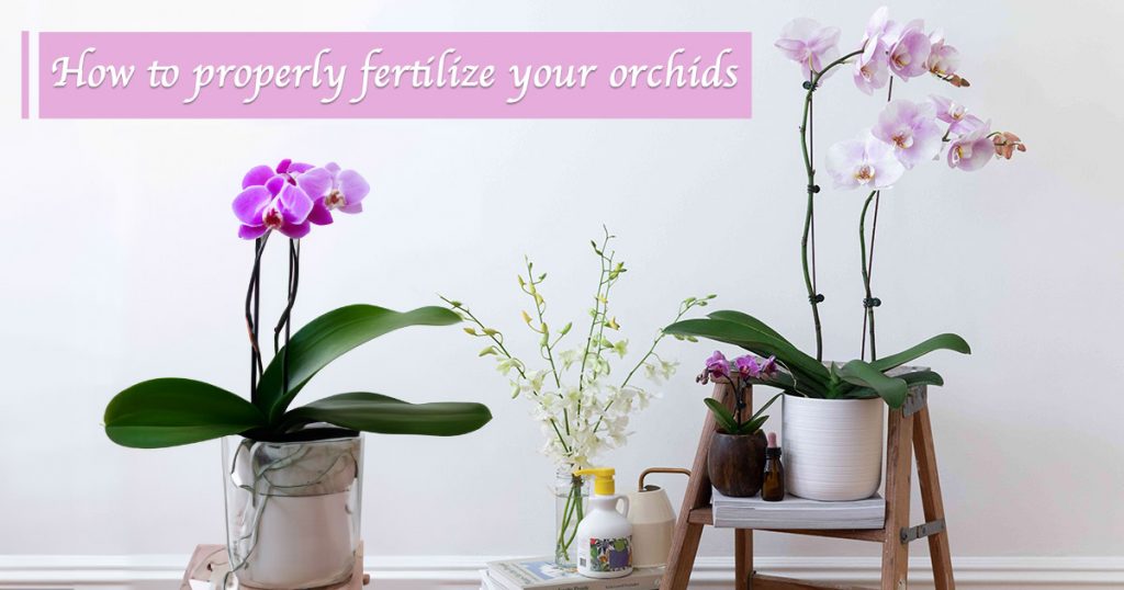 how-to-fertilize-orchids