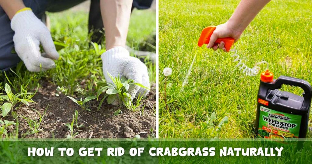 how-to-kill-crabgrass-naturally