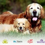 dog-food-brands-milk-production-for-dogs