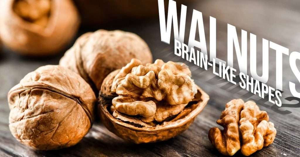 why walnuts shaped like brain
