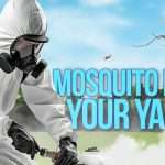 mosquito proof your yard