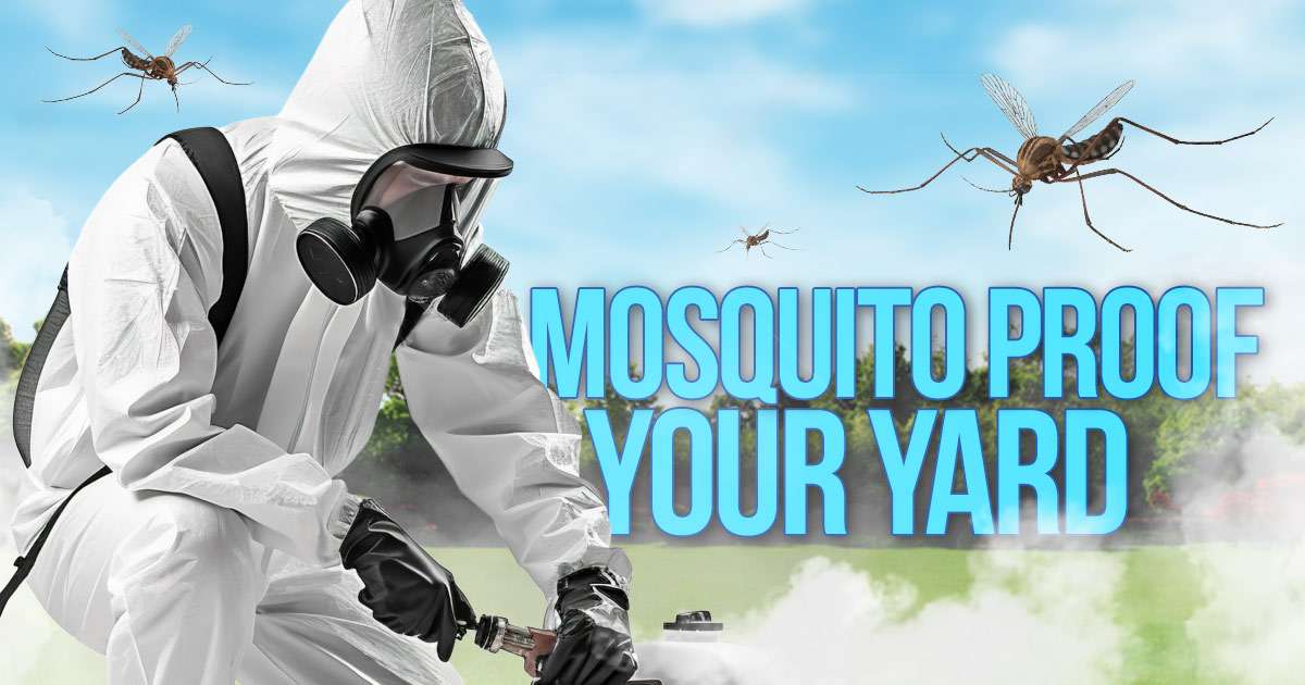 mosquito proof your yard