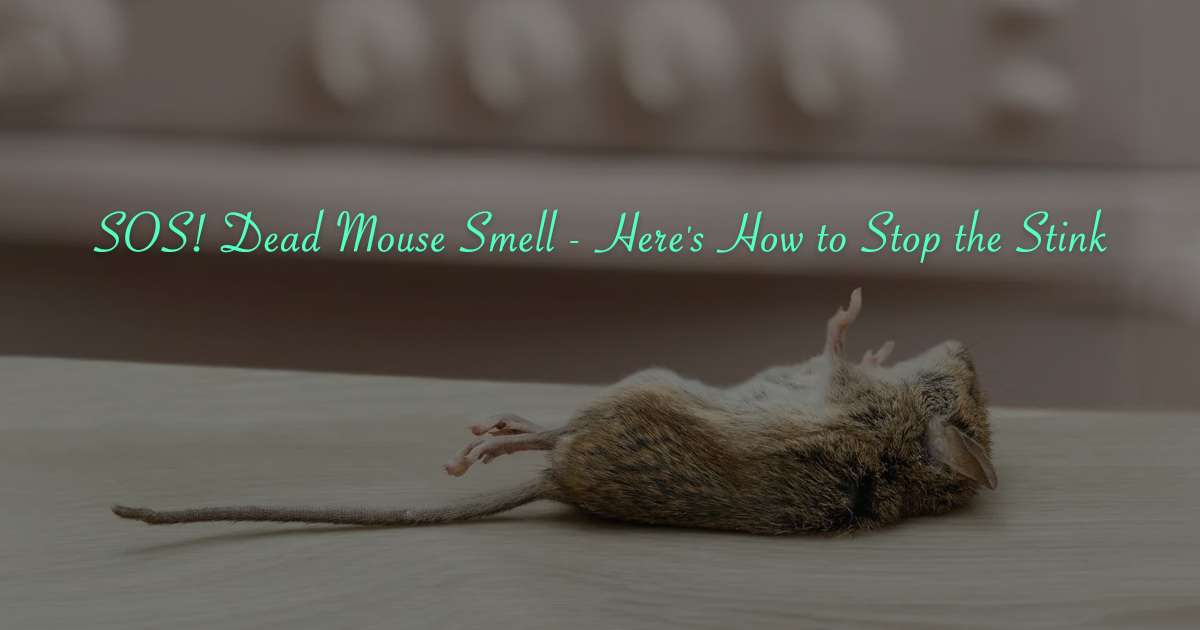 how to get rid of dead mouse smell when you can't find it