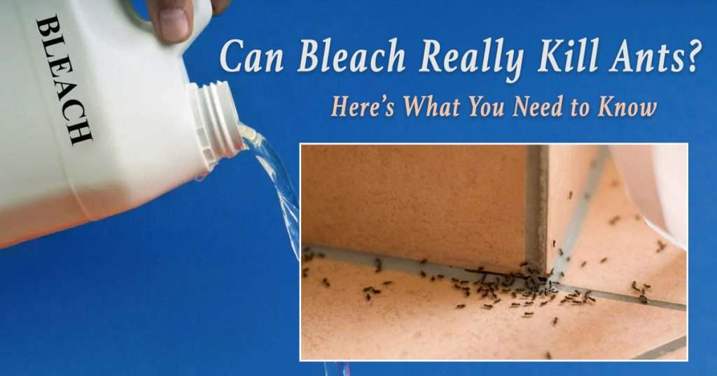 bleach-as-ant-repellent