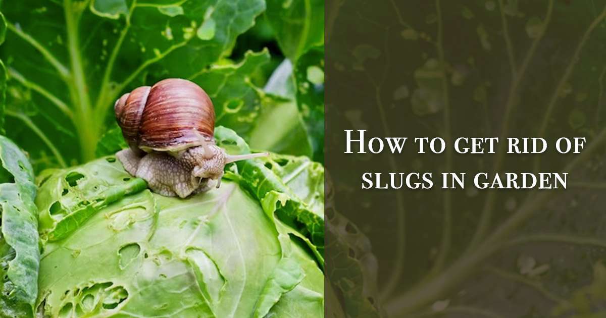 how to get rid of snails