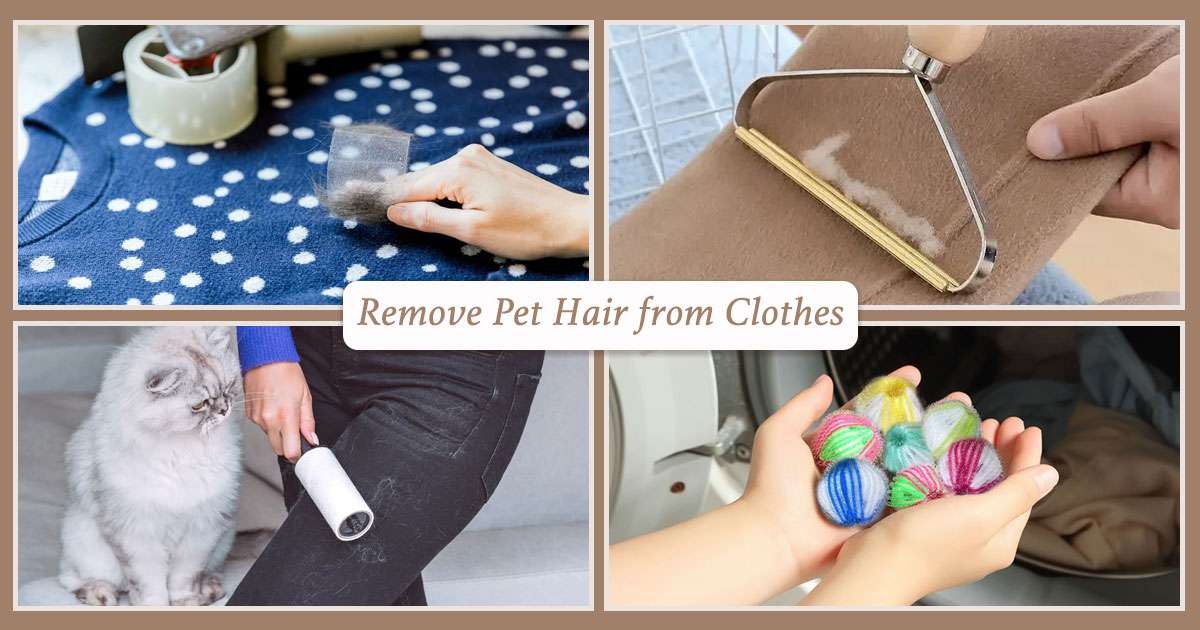 remove-pet-hair-from-clothes