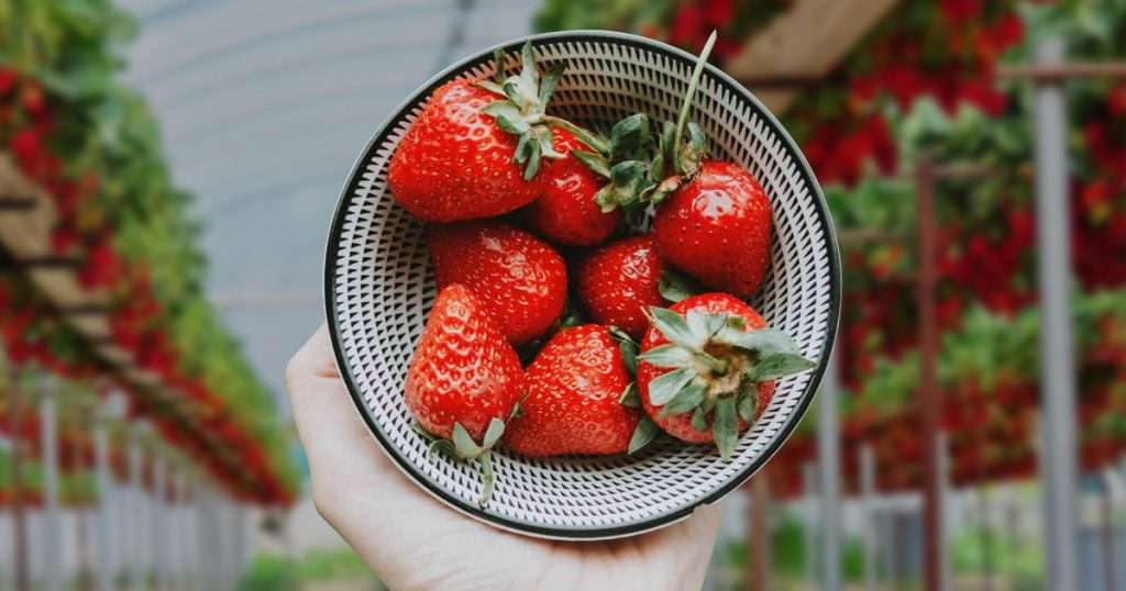 hydroponic strawberries